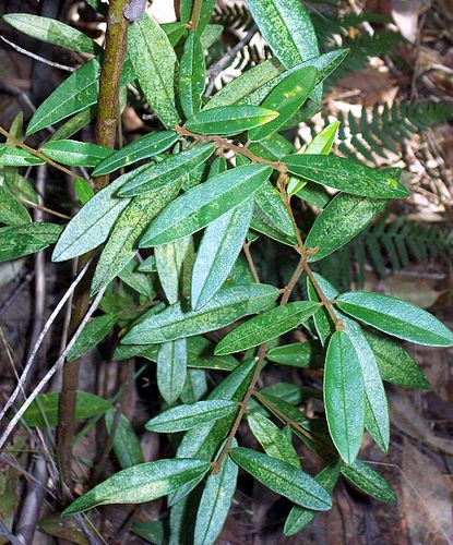 Pomaderris ferruginea